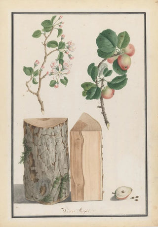Ludwig Pfleger - Studies of the trunk blossoms and fruit of a wild apple tree Malus sylvestris.webp