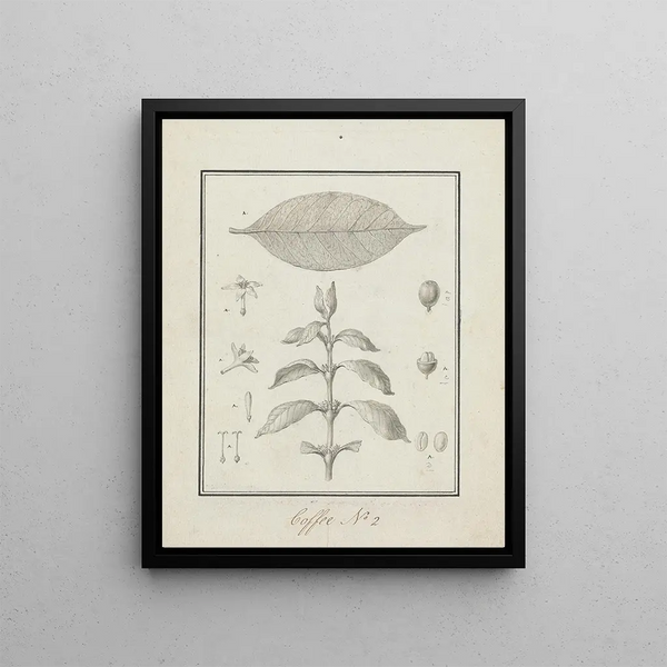 Luigi Balugani - Coffea arabica L.webp