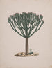 Euphorbia abyssinica J. F. Gmel. - Luigi Balugani — vista dell’opera