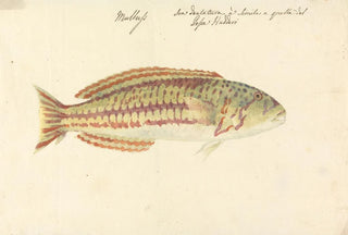 Luigi Balugani - Mullup.webp