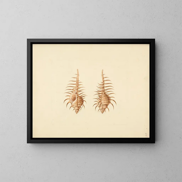 Murex pecten - Luigi Balugani — gerahmtes Bild an der Wand