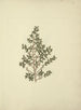 Myrsine africana L. - Luigi Balugani — Ansicht des Kunstwerks
