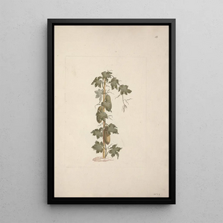 Luigi Balugani - Peponium vogelii Engl.webp