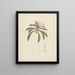 Protea gaguedi J. F. Gmel. - Luigi Balugani — gerahmtes Bild an der Wand