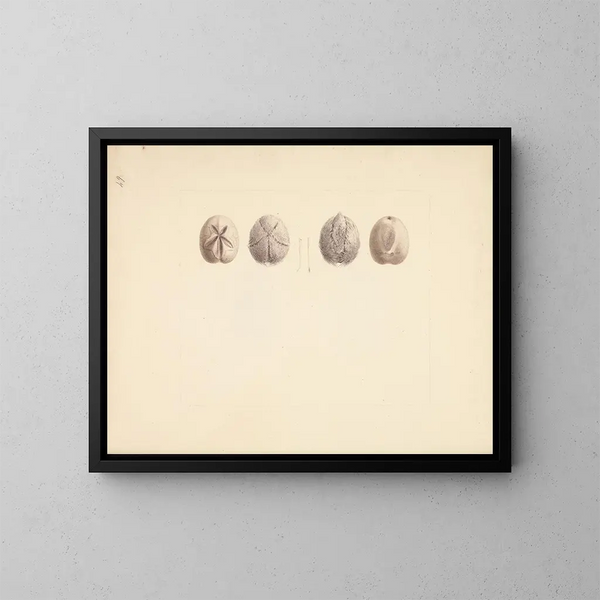 Dollar de sable non identifié - Luigi Balugani — gerahmtes Bild an der Wand