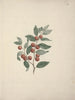 Ziziphus abyssinica Un Riche - Luigi Balugani — vista dell’opera