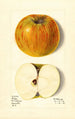Malus domestica Swan - M Strano — vista dell’opera