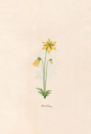 Magdelena Rosina Funck - Aconitm.webp