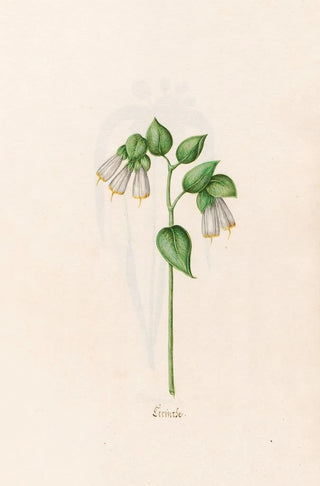 Magdelena Rosina Funck - Cerinthe.webp