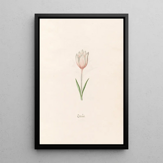 Magdelena Rosina Funck - Crocs.webp