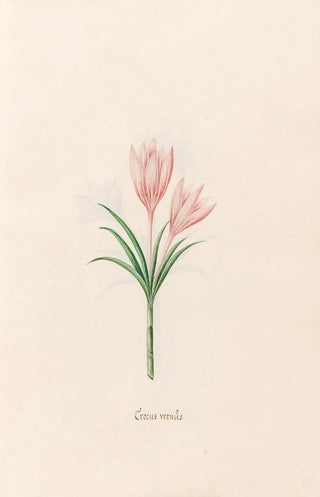 Magdelena Rosina Funck - Crocus verns (Case Conflict).webp