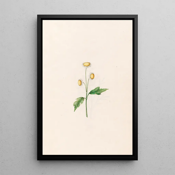 Magdelena Rosina Funck - Daisy.webp