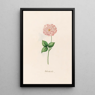 Magdelena Rosina Funck - Geftambte rose.webp