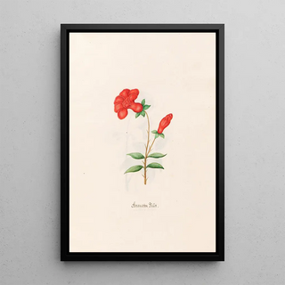 Magdelena Rosina Funck - Granaten Blt.webp