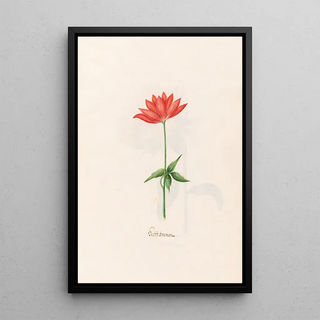 Magdelena Rosina Funck - Herbst Anemon.webp