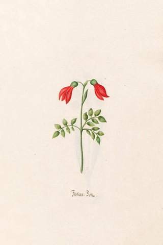 Magdelena Rosina Funck - Indian Bon.webp