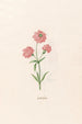 Leucojum - Magdalena Rosina Funck — vista dell’opera
