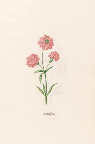 Magdelena Rosina Funck - Leucojm.webp