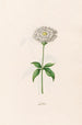 Lychnis - Magdalena Rosina Funck — Ansicht des Kunstwerks