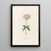 Lychnis - Magdalena Rosina Funck — gerahmtes Bild an der Wand