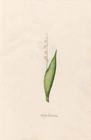 Magdelena Rosina Funck - Maen Blmlein.webp