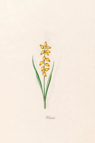 Magdelena Rosina Funck - Mscari.webp