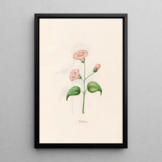 Magdelena Rosina Funck - Nicotiana.webp