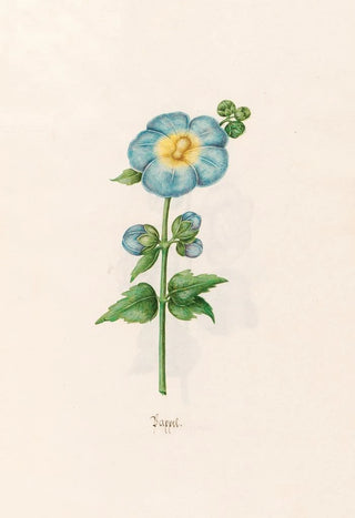 Magdelena Rosina Funck - Pappel.webp