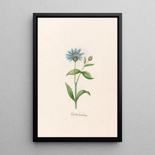 Magdelena Rosina Funck - Trckishe kornblme.webp