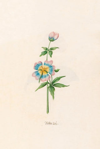 Magdelena Rosina Funck - Wetter rose.webp