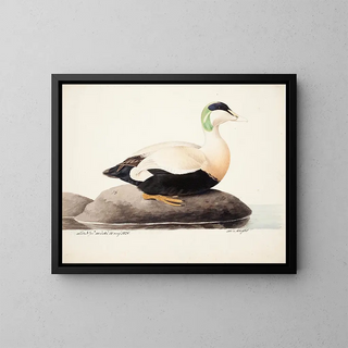 Magnus Von Wright - Common Eider Male.webp