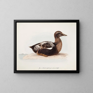 Magnus Von Wright - Common Eider Old Male In Summer.webp