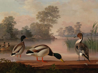 Enten - Magnus von Wright — Ansicht des Kunstwerks