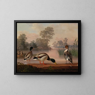 Enten - Magnus von Wright — gerahmtes Bild an der Wand