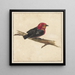 Manakin des surinamischen Vogels Pipra Aureola - Carel Borchaert Voet — Wandpräsentation des Kunstwerks