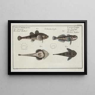 Marcus Elieser Bloch - 1 2 Cottus Gobio The River Bullhead 3 4 Cottus Cataphractus The Armed Bullhead.webp