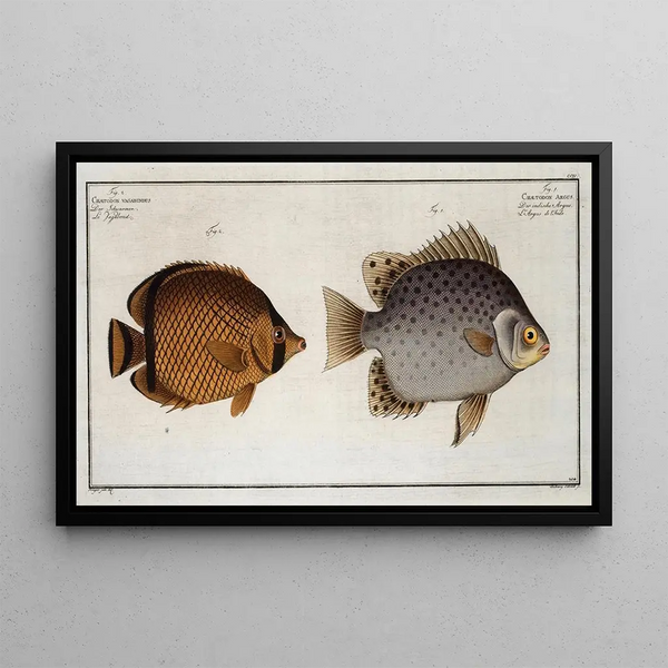 Marcus Elieser Bloch - 1 Chaetodon Argus 2 Chaetodon vagabundus.webp