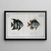 Chaetodon Curacao Der Curaçao-Engelshai 2 Chaetodon Faber Der Schmied - Marcus Elieser Bloch — gerahmtes Bild an der Wand