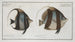 Chaetodon macrolepidotus 2 Chaetodon cornutus - Marcus Elieser Bloch — vista dell’opera