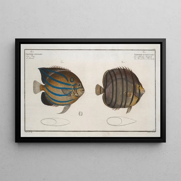 Marcus Elieser Bloch - 1 Chaetodon octofasciatus 2 Chaetodon annularis.webp