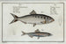 Clupea alosa Le Shad 2 Clupea encrasicolus L'aringa - Marcus Elieser Bloch — vista dell’opera