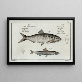 Marcus Elieser Bloch - 1 Clupea Alosa The Schad 2 Clupea Encrasicolus The Anchovy.webp