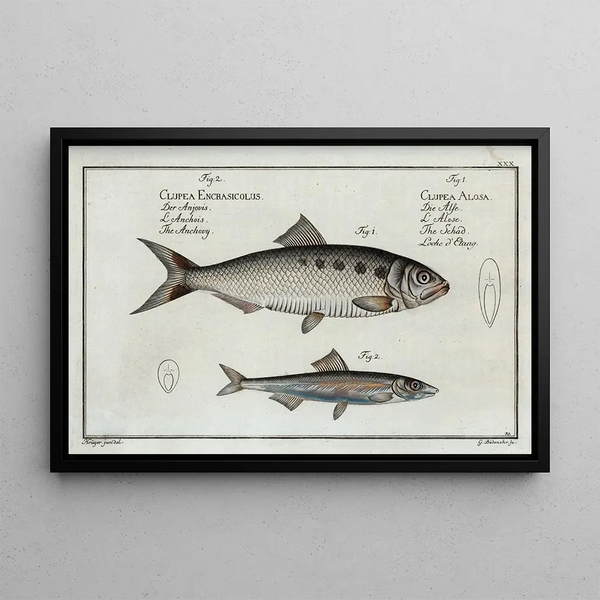 Marcus Elieser Bloch - 1 Clupea Alosa The Schad 2 Clupea Encrasicolus The Anchovy.webp