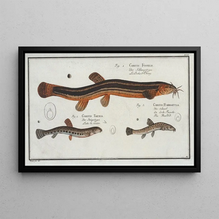 Marcus Elieser Bloch - 1 Cobitis Fossilis The MuddyLoach 2 Cobitis Taenia The RibbanLoach 3 Cobitis Bartula The BeardedLoach.webp