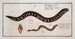 Gymnothorax catenatus Der Kettenfisch Petromyzon agrenteus Die Silberlamproie - Marcus Elieser Bloch — Ansicht des Kunstwerks