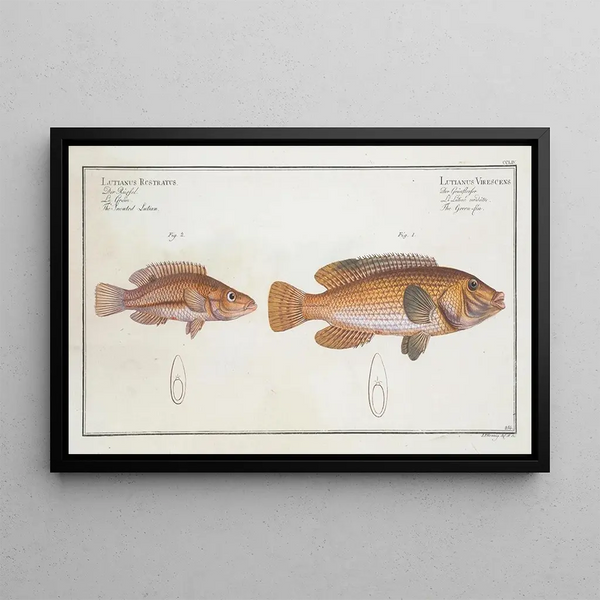 Marcus Elieser Bloch - 1 Lutianus Virescens The Greenfin 2 Lutianus RcstratusRostratus The Snouted Lutian.webp