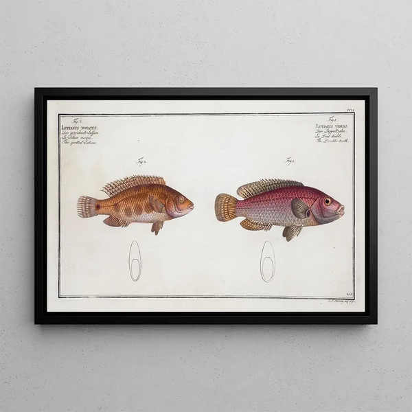 Marcus Elieser Bloch - 1 Lutianus videns The Doubletooth 2 Lutianus notatus The spotted Lutian.webp