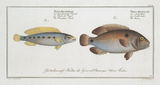Marcus Elieser Bloch - 1 Perca bimaculata The Acara 2 Perca Brasiliensis The Brasilian Perch.webp