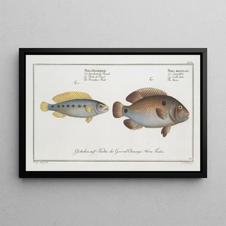 Marcus Elieser Bloch - 1 Perca bimaculata The Acara 2 Perca Brasiliensis The Brasilian Perch.webp