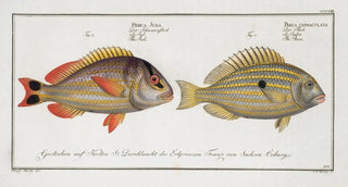 Marcus Elieser Bloch - 1 Perca unimaculata The Pacu 2 Perca Juba The Jub.webp